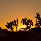 Joshua Tree National Park