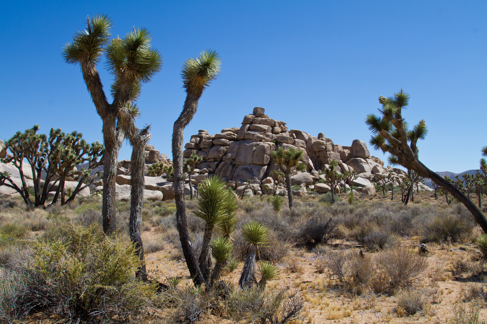 Joshua Tree National Park