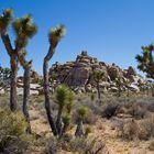 Joshua Tree National Park