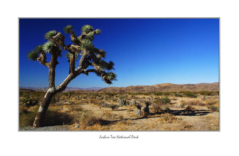 Joshua Tree National Park