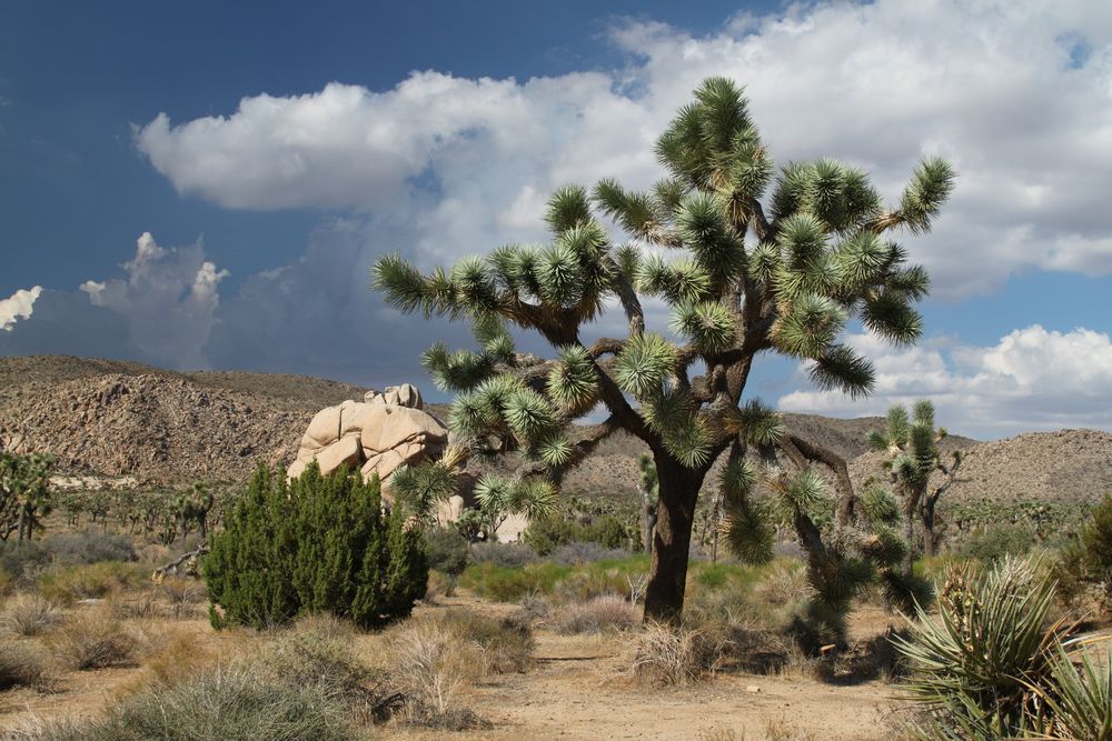 Joshua Tree National Park