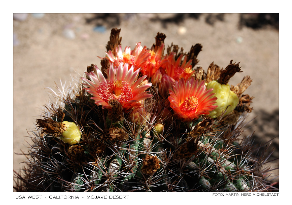 Joshua Tree National Park