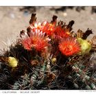 Joshua Tree National Park