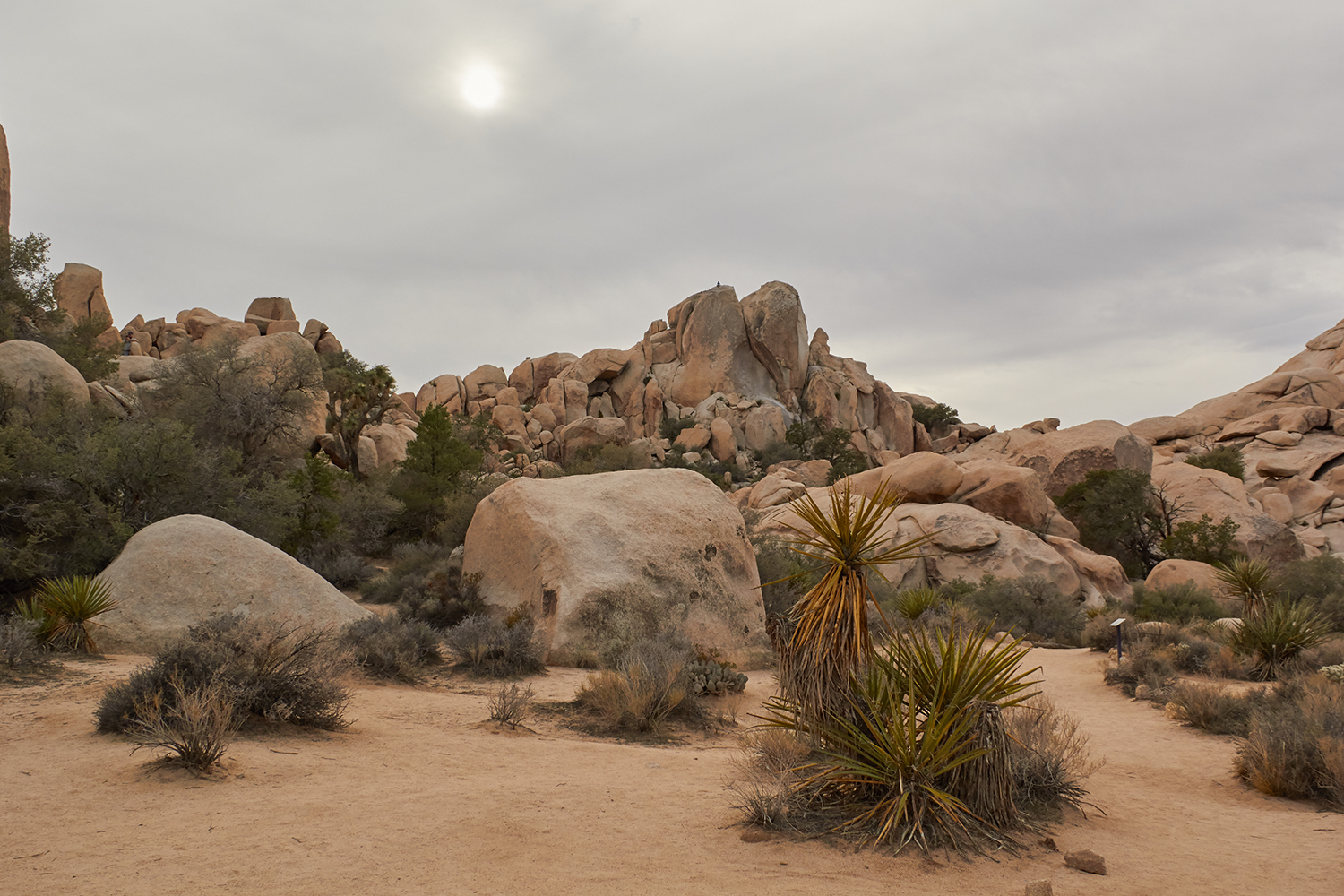 Joshua Tree National Park