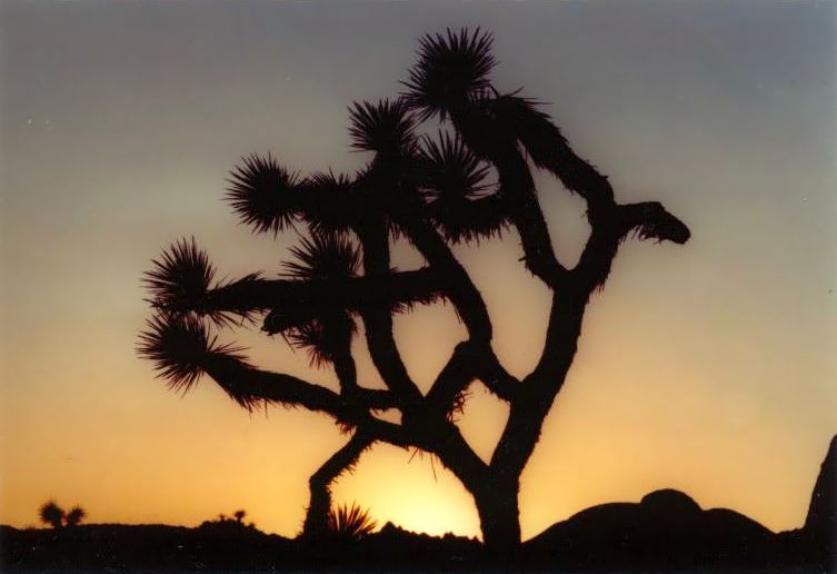 Joshua Tree National Park