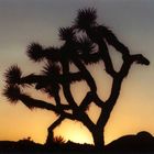 Joshua Tree National Park