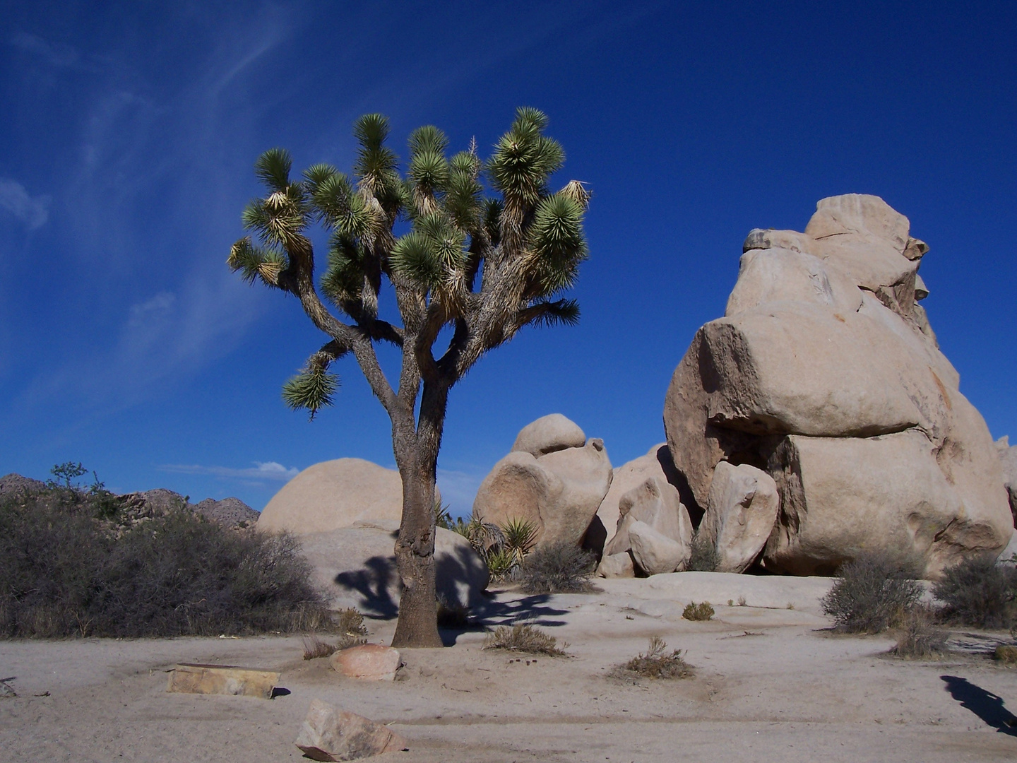 Joshua tree National Park