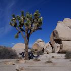 Joshua tree National Park