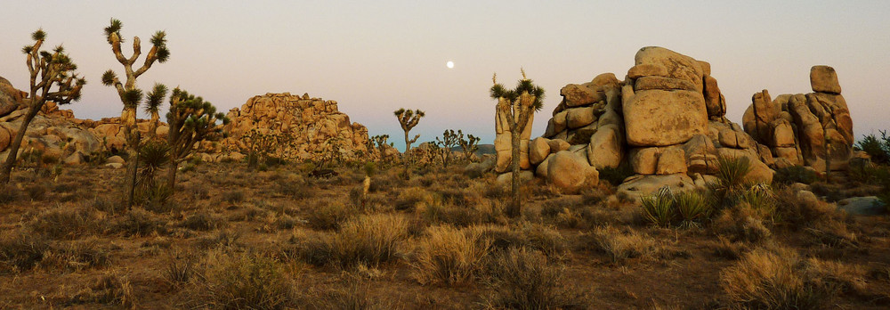 Joshua Tree National Park