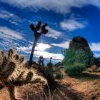 Joshua Tree National Park