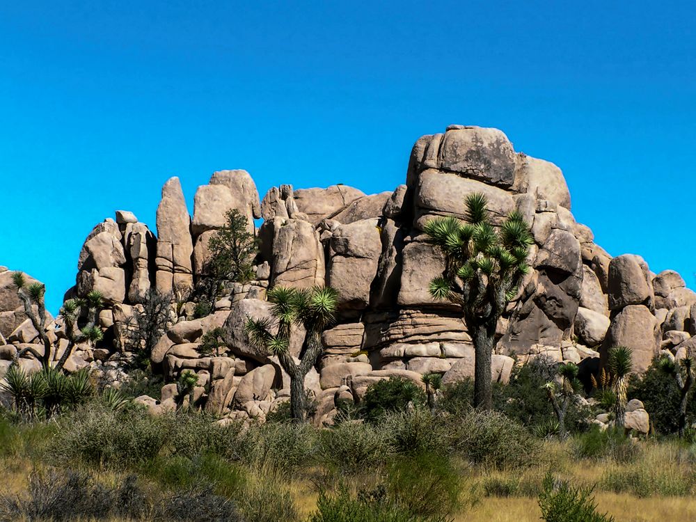 Joshua Tree National Park