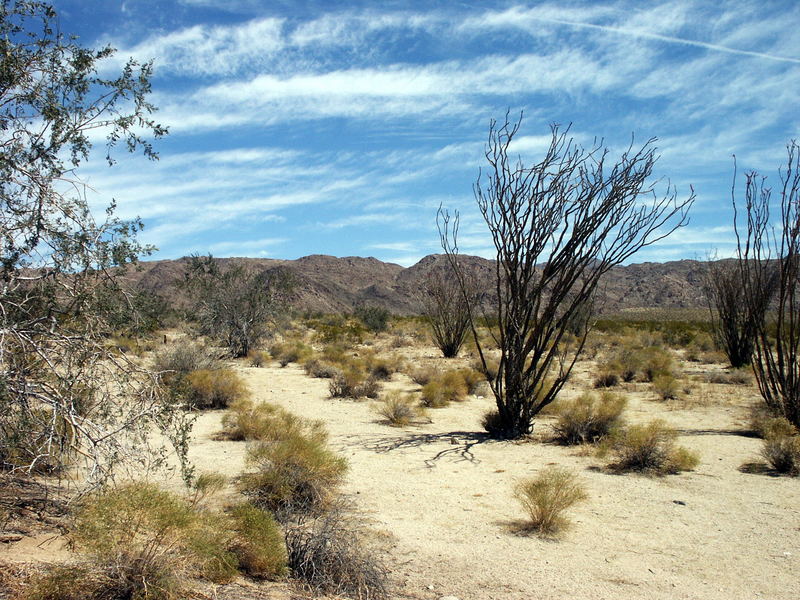 Joshua Tree National Park