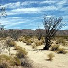 Joshua Tree National Park