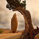 Joshua Tree National Park