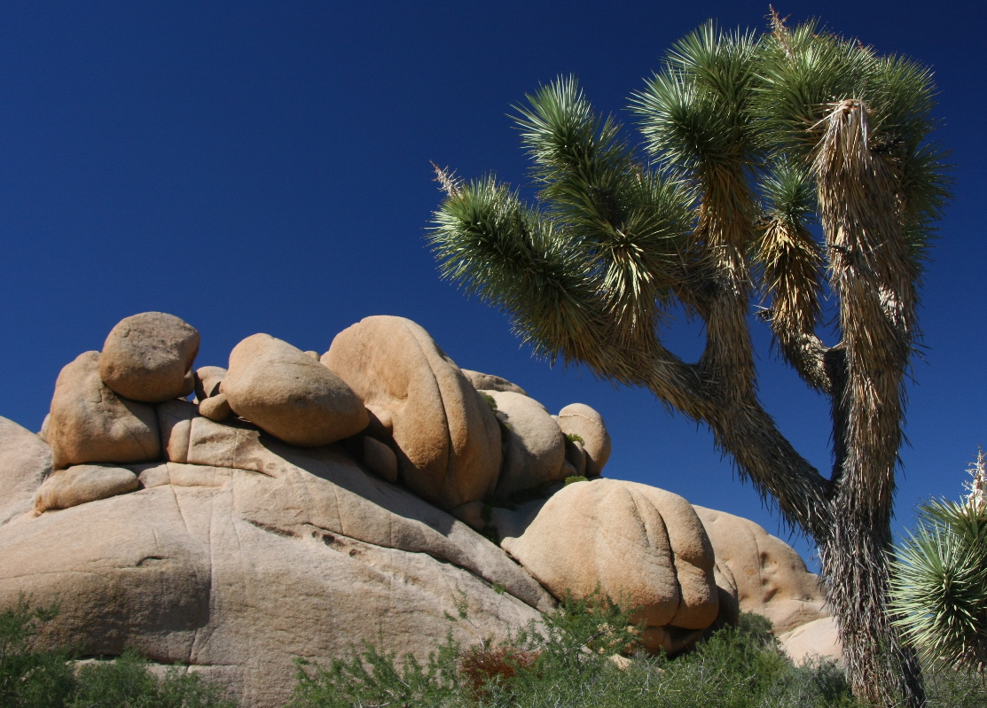 Joshua Tree National-Park, CA