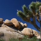 Joshua Tree National-Park, CA