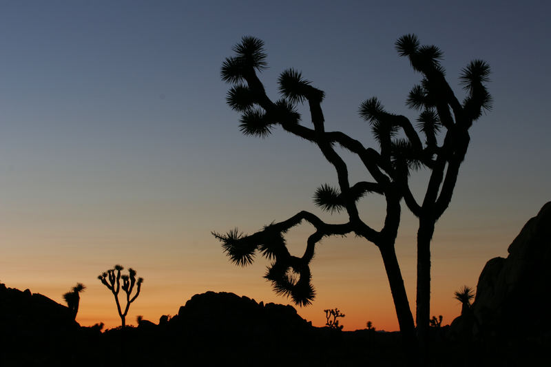 Joshua Tree National Park, CA