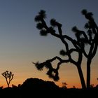 Joshua Tree National Park, CA