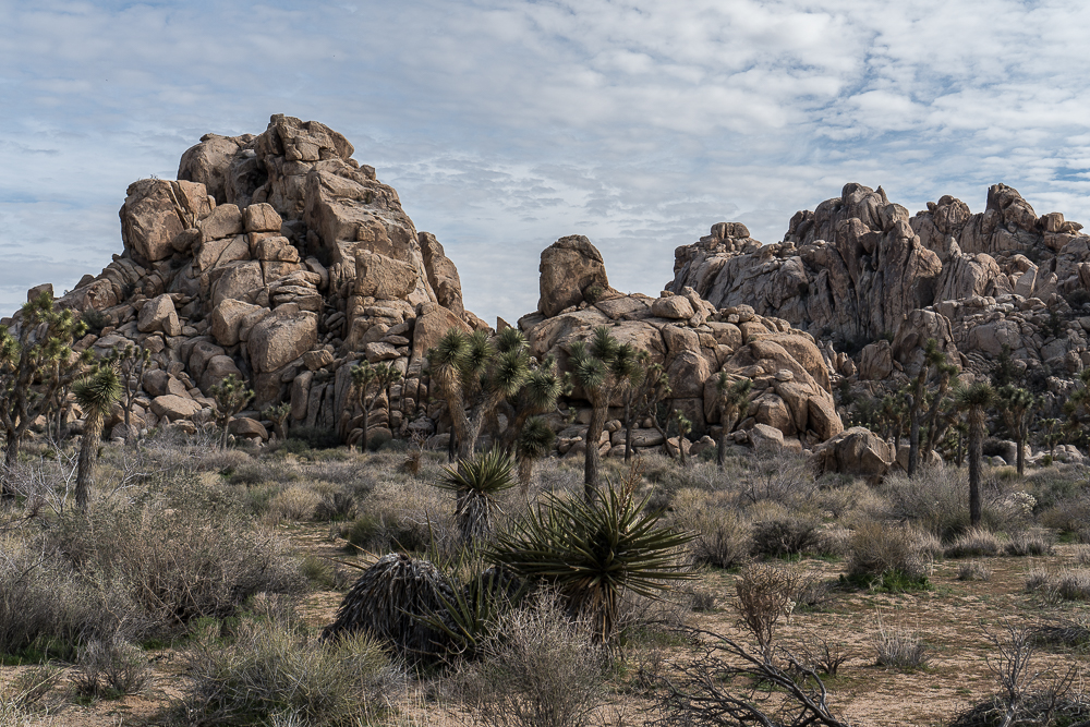 Joshua Tree National Park