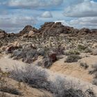 Joshua Tree National Park