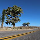 Joshua Tree National Park