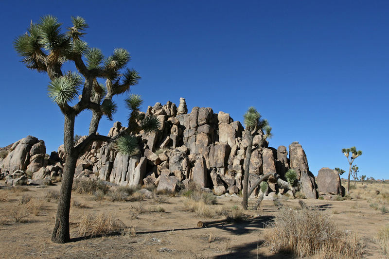 Joshua Tree National Park in Californien