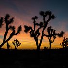 Joshua Tree National Park kurz vor dem Sonnenaufgang