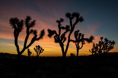 Joshua Tree National Park kurz vor dem Sonnenaufgang