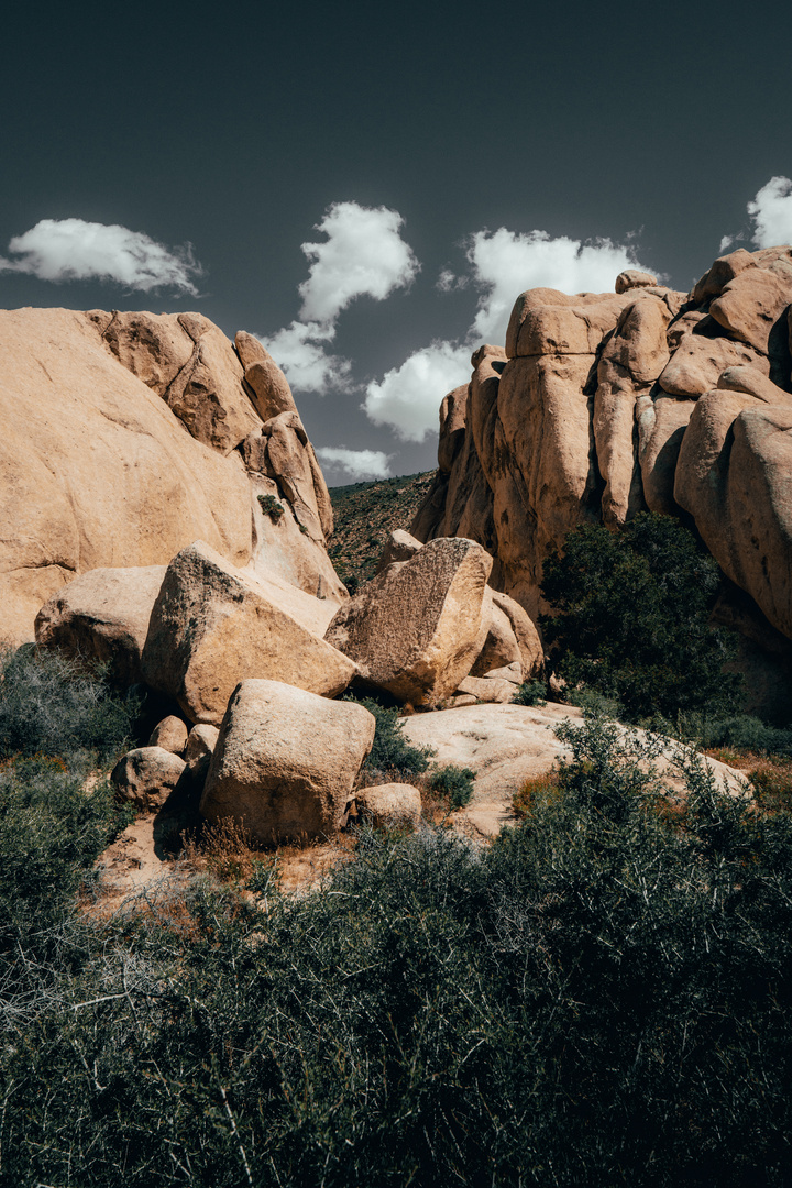 Joshua Tree National Park - USA 6/6