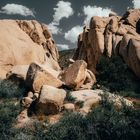 Joshua Tree National Park - USA 6/6