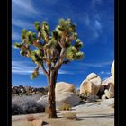 Joshua-Tree-Nationalpark 2