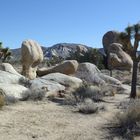 Joshua Tree Nationalpark