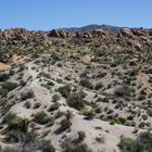 Joshua Tree-Nationalpark