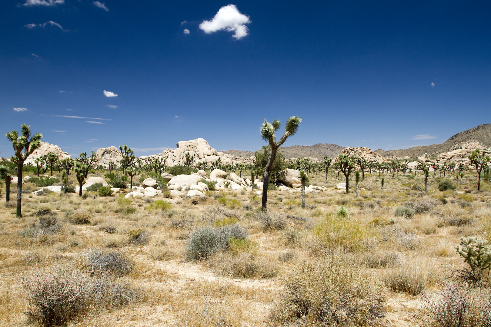 Joshua-Tree-Nationalpark