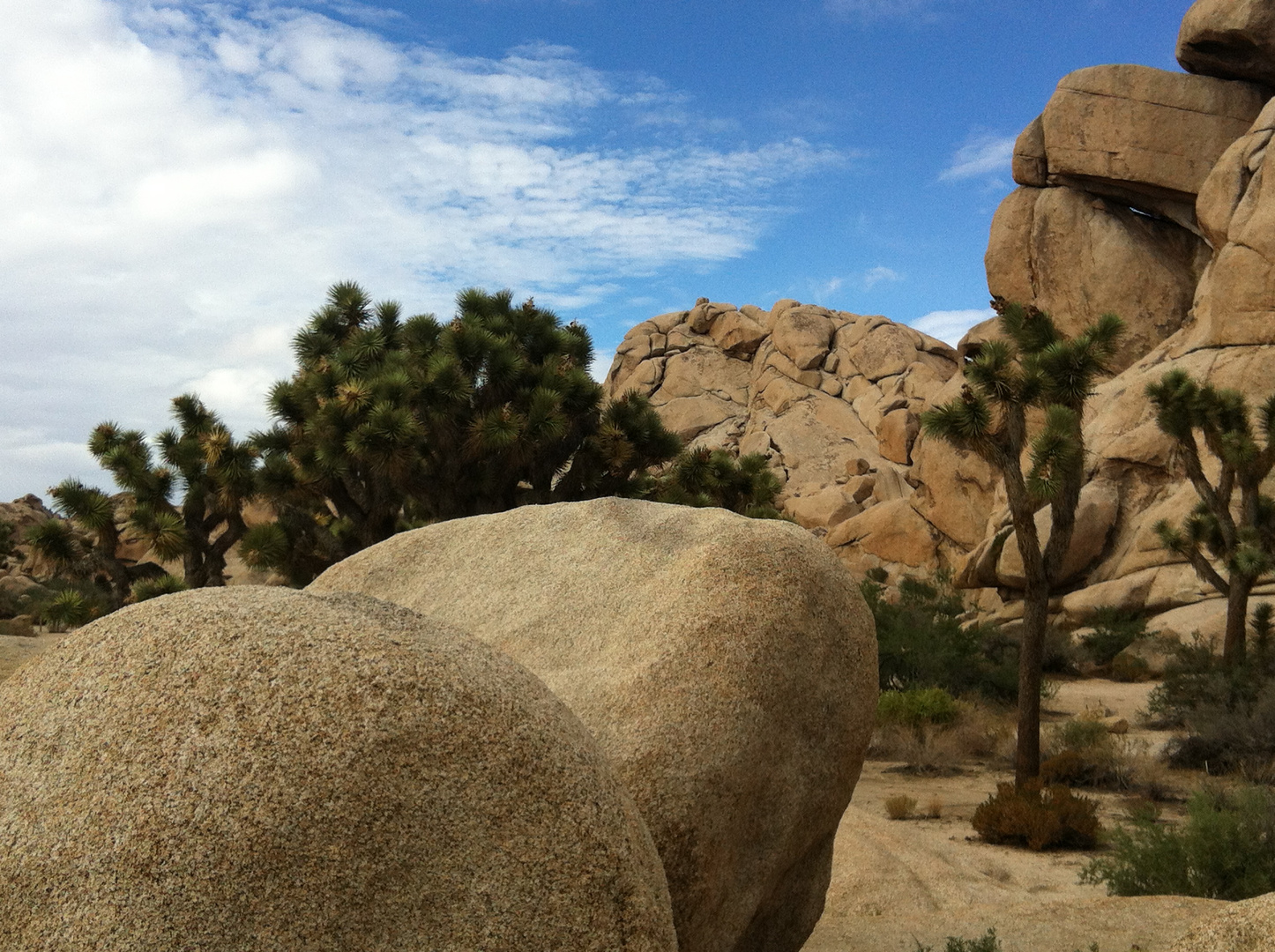 Joshua Tree Nationalpark