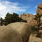 Joshua Tree Nationalpark