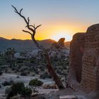 Joshua Tree Nationalpark