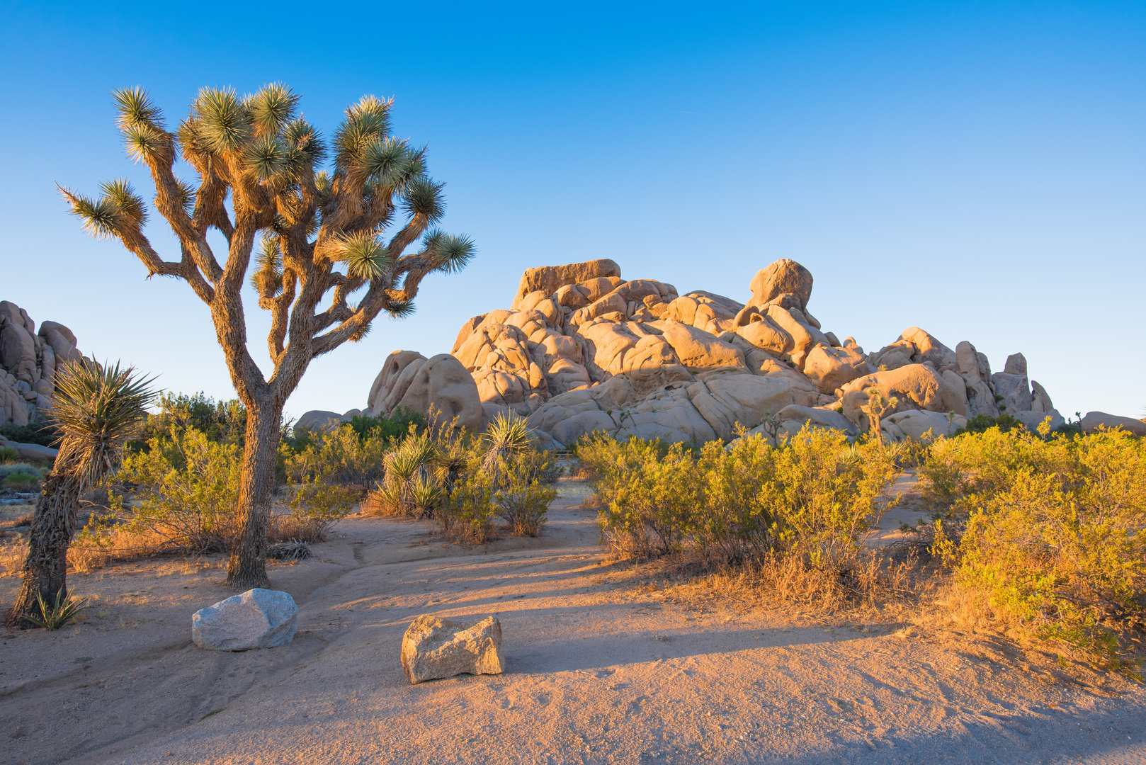 Joshua Tree Nationalpark