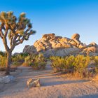 Joshua Tree Nationalpark