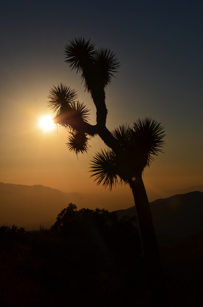 Joshua Tree Nationalpark im Sonnenuntergang