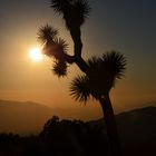 Joshua Tree Nationalpark im Sonnenuntergang