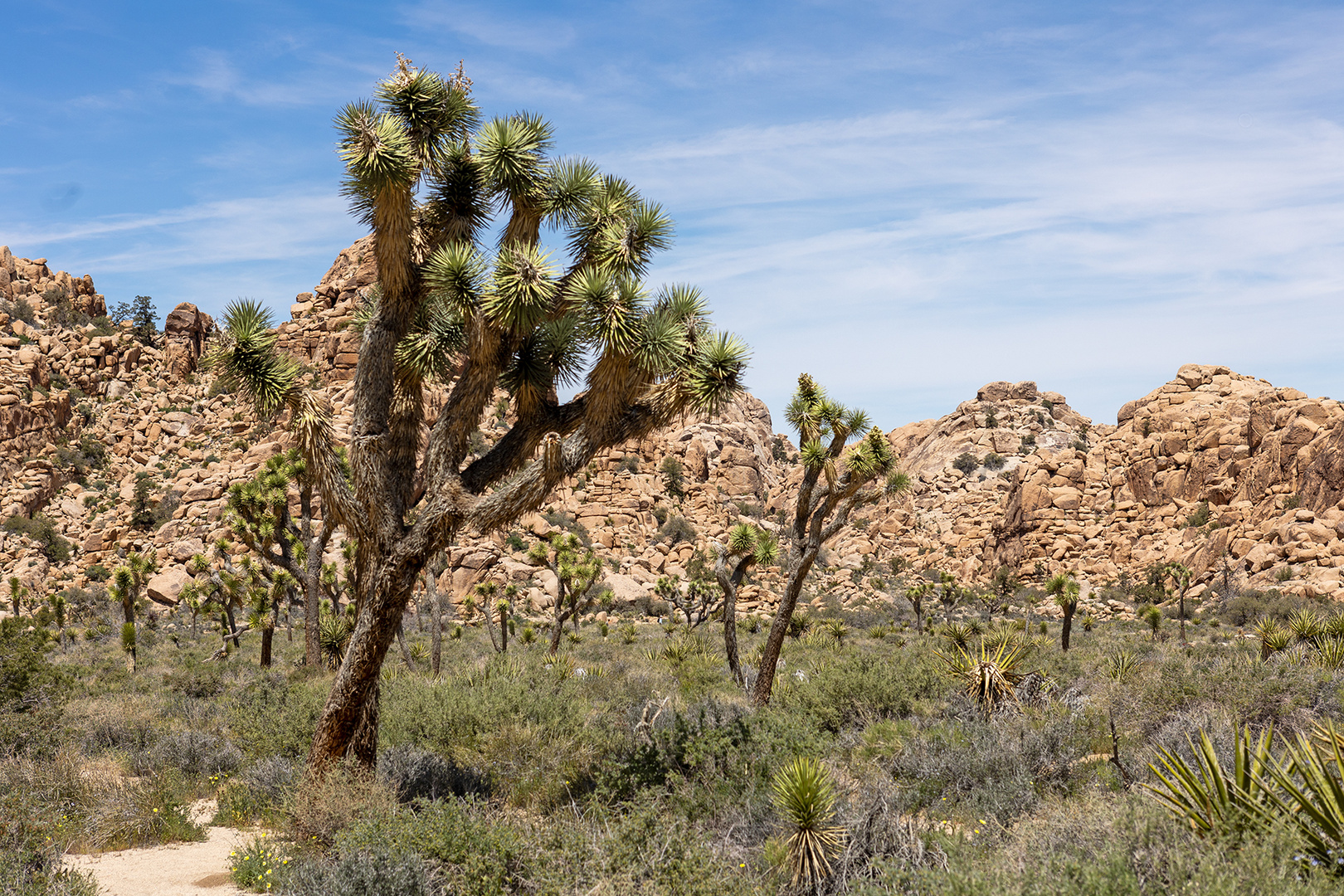 Joshua-Tree-Nationalpark in Kalifornien