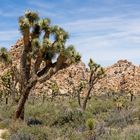 Joshua-Tree-Nationalpark in Kalifornien