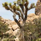 Joshua-Tree-Nationalpark in Kalifornien