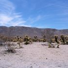 Joshua Tree Nationalpark, Mojave Wüste, Kalifornien, Juli 2002