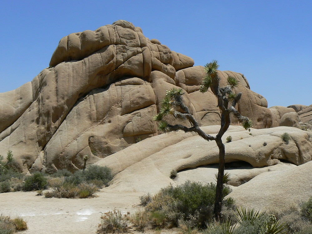 Joshua Tree Nationalpark Sommer 2008