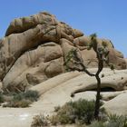 Joshua Tree Nationalpark Sommer 2008