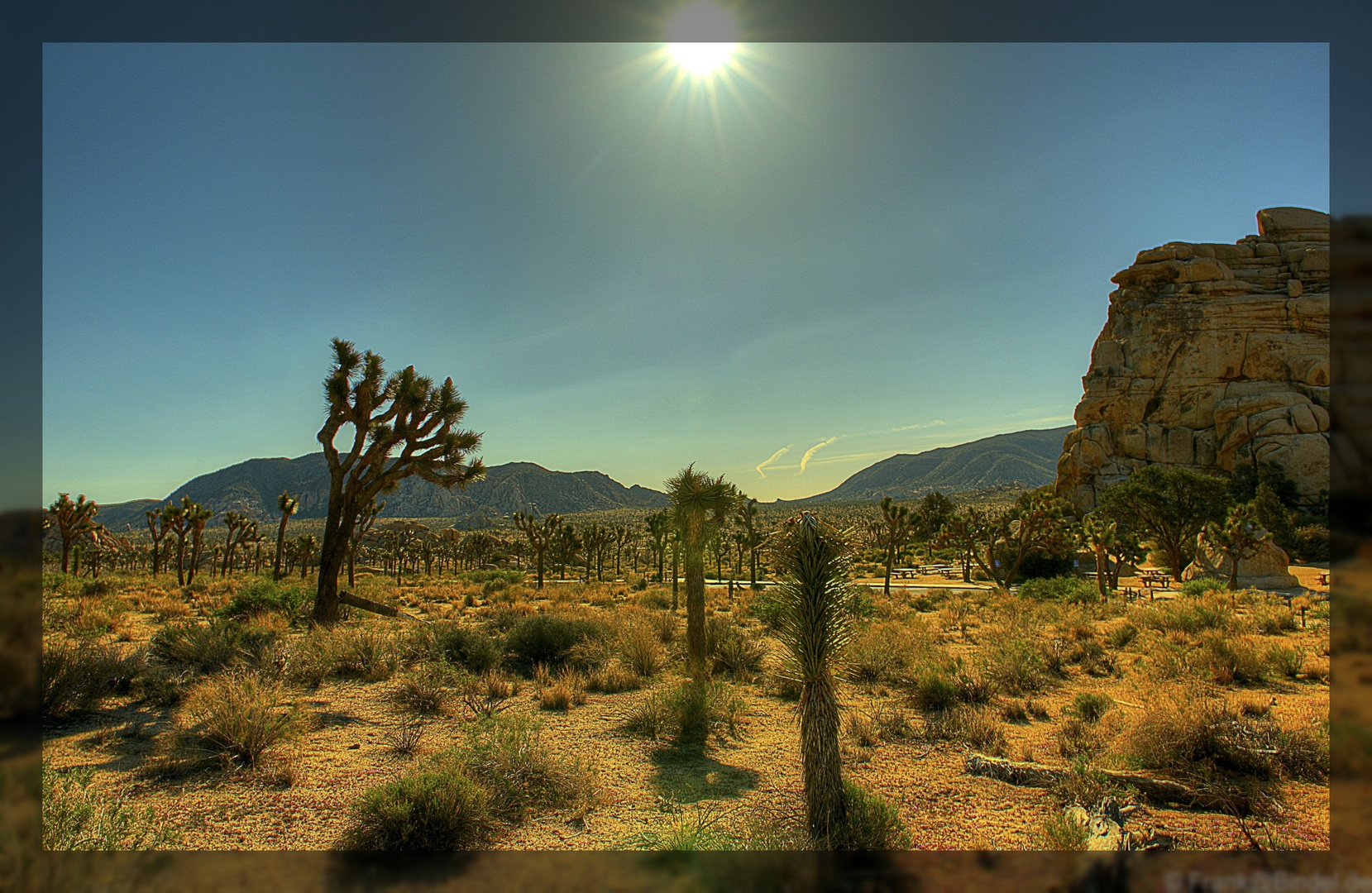 Joshua Tree NP 001