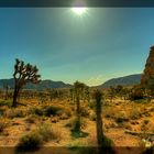 Joshua Tree NP 001