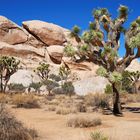 Joshua Tree NP